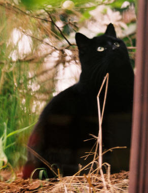 Neighborhood cat exploring outside my office [March 2005]